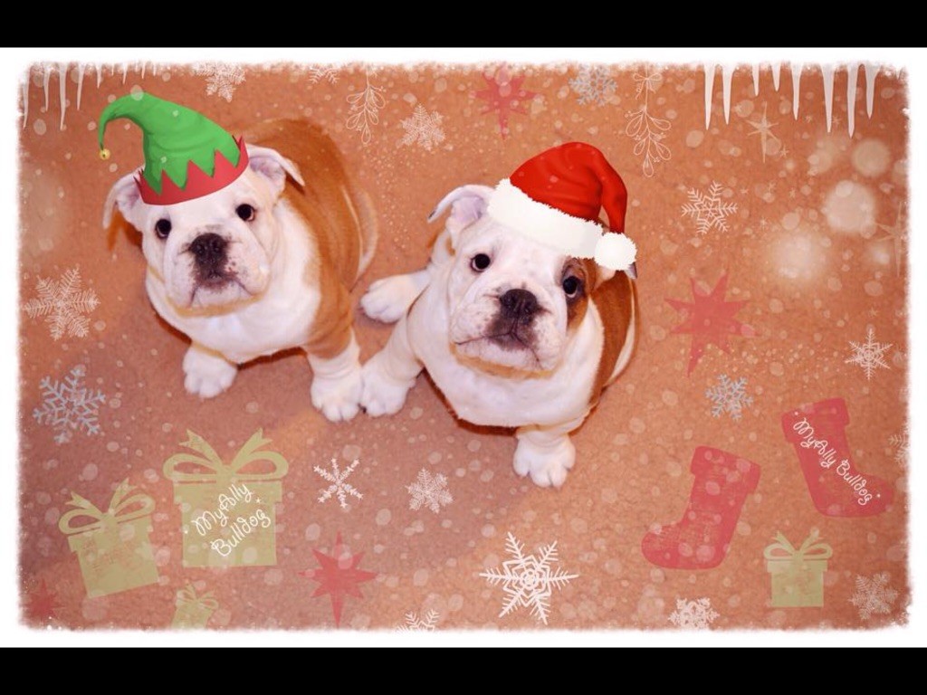 Myally Bulldog - Joyeuses fêtes !!