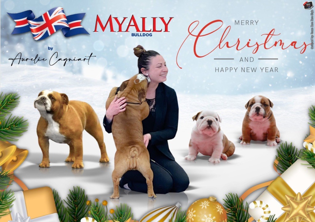 Myally Bulldog - Joyeuses fêtes !!