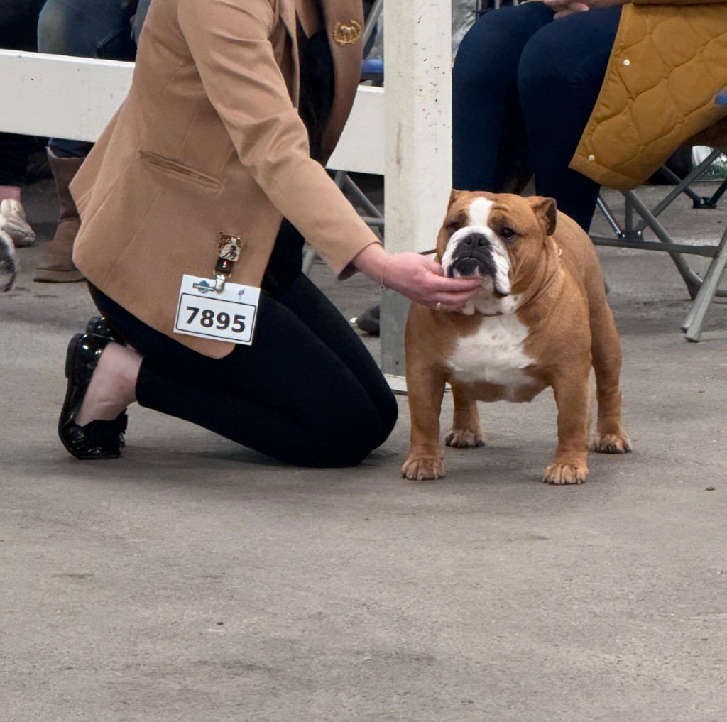 Myally Bulldog The killer queen