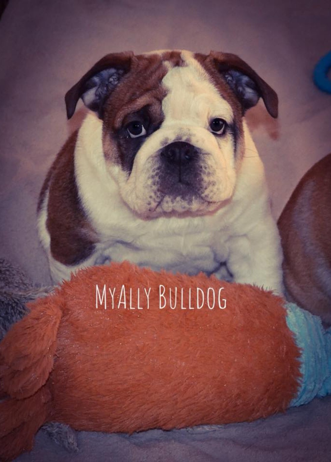 Myally Bulldog
