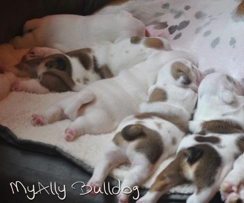 Myally Bulldog - Bulldog Anglais - Portée née le 09/09/2012