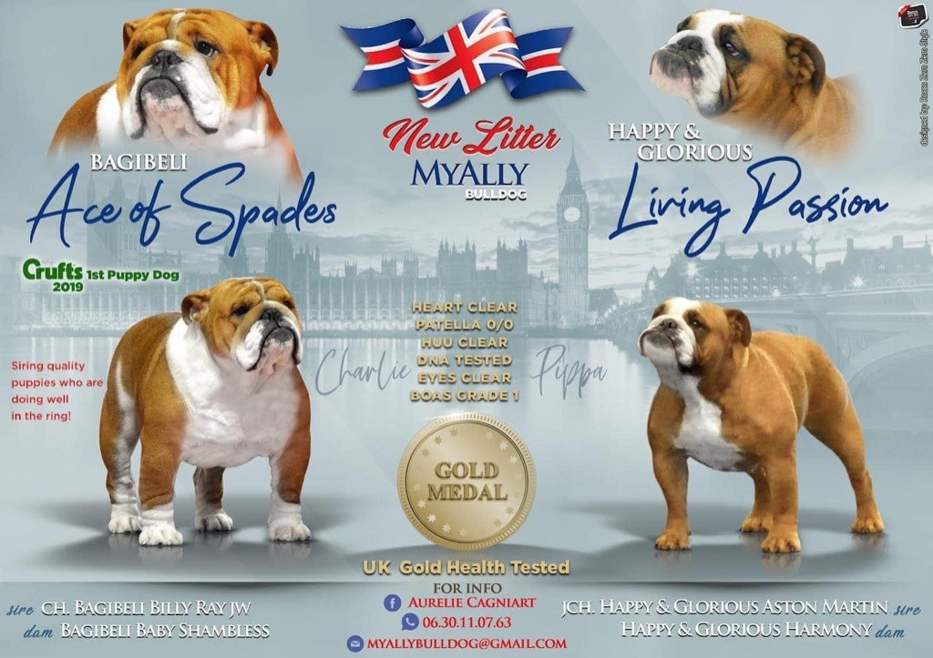 chiot Bulldog Anglais Myally Bulldog