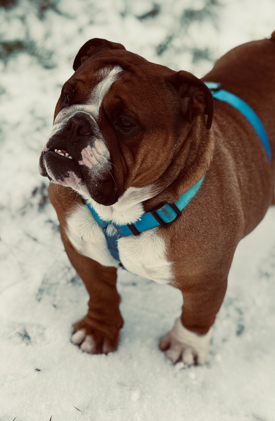 Myally Bulldog The hitman