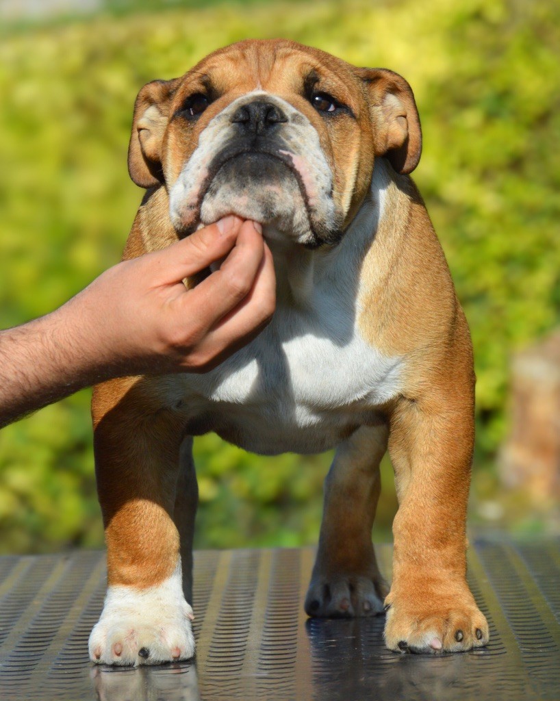 Myally Bulldog A no brainer