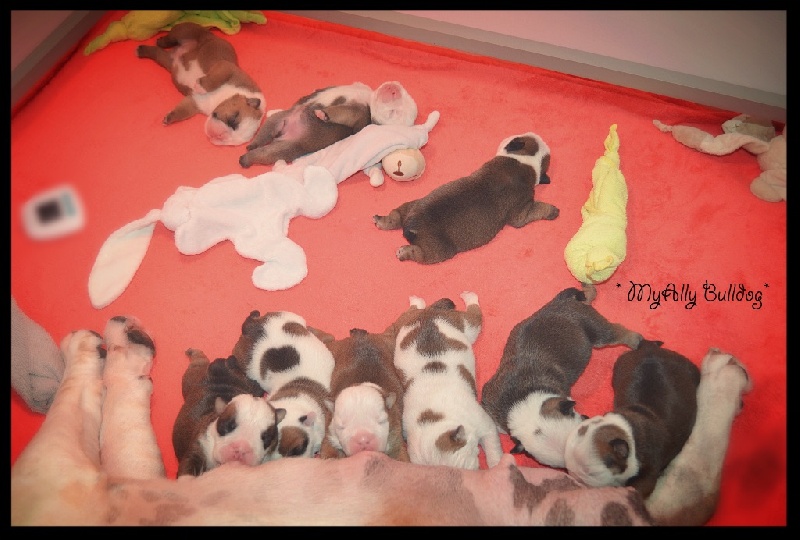 * Bébés Heaven & Emir ( litter M ) *