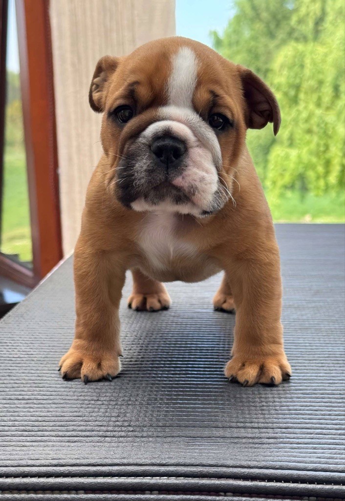 Myally Bulldog - Chiots disponibles - Bulldog Anglais