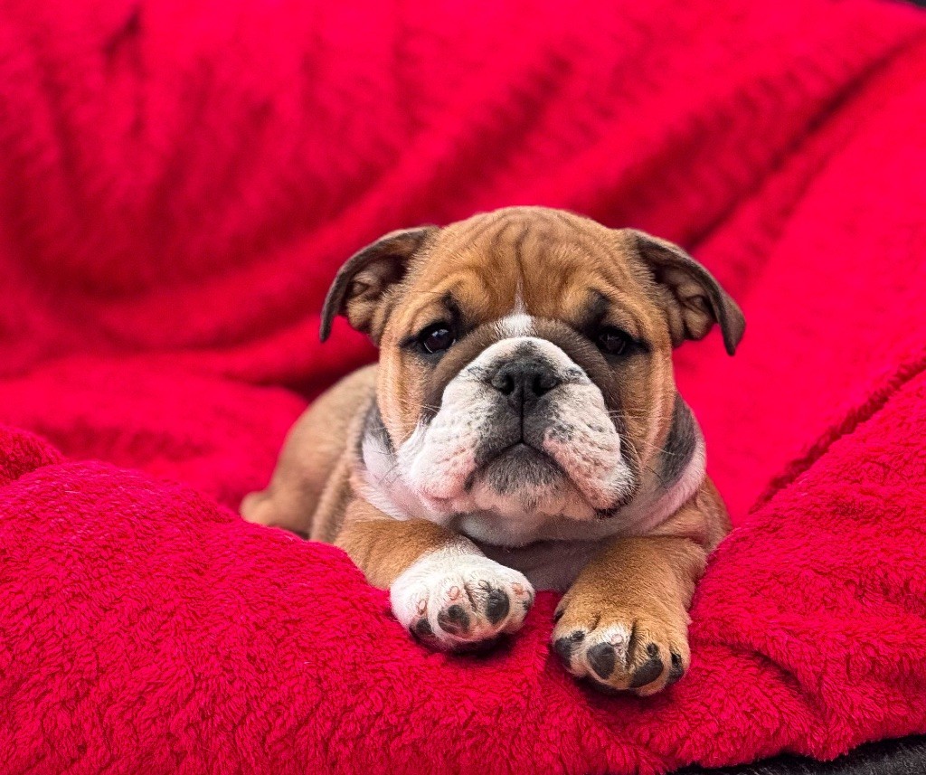 Myally Bulldog - Chiots disponibles - Bulldog Anglais