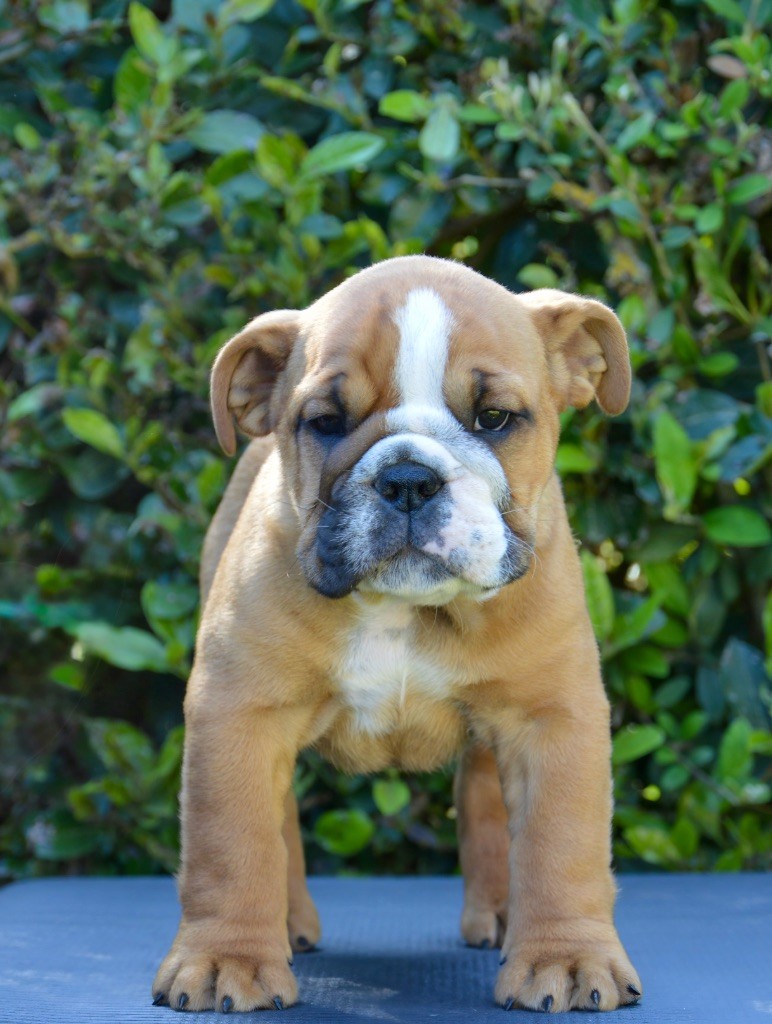 Myally Bulldog - Chiots disponibles - Bulldog Anglais