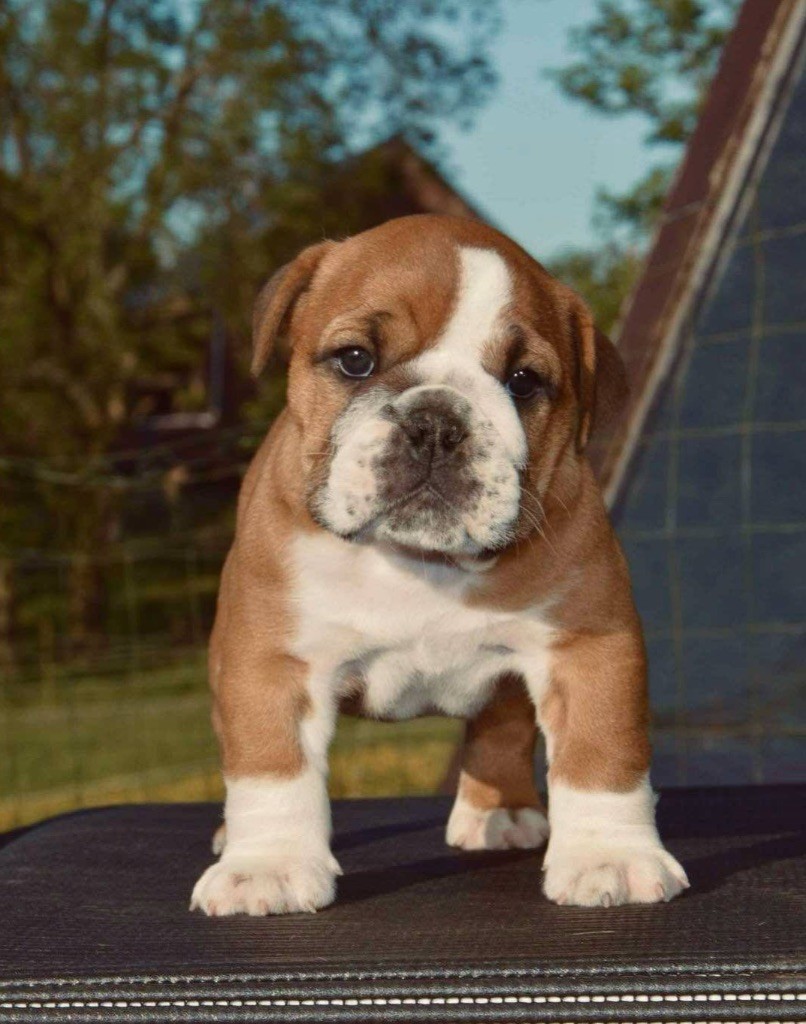 Myally Bulldog - Chiots disponibles - Bulldog Anglais