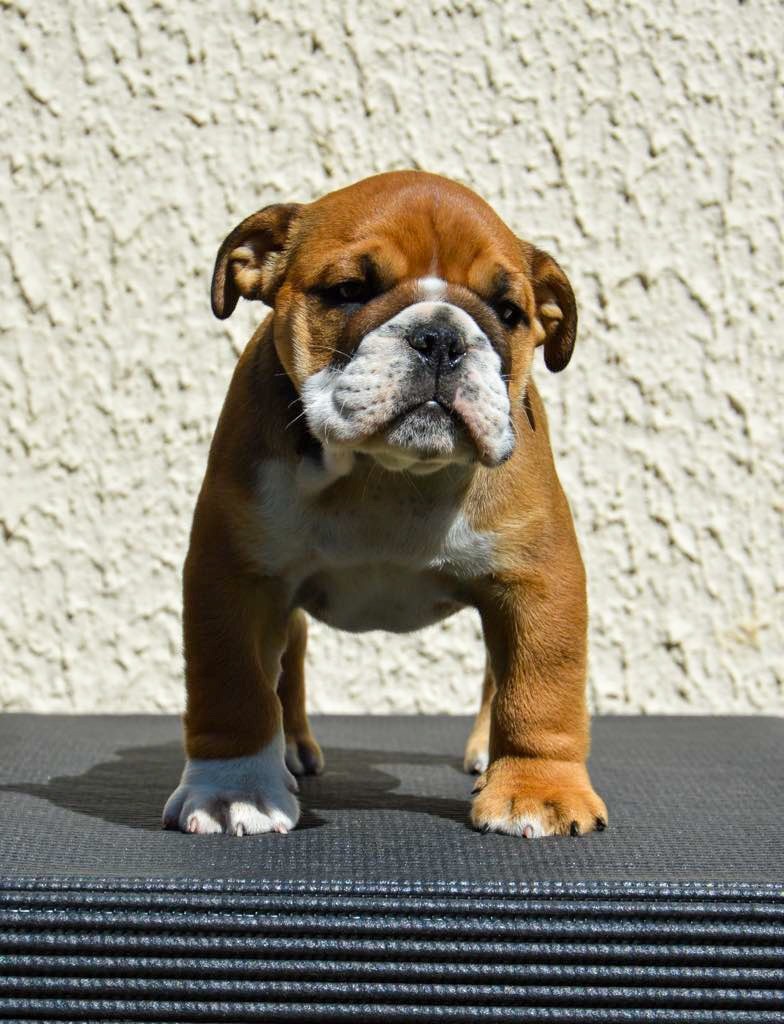 Myally Bulldog - Chiots disponibles - Bulldog Anglais