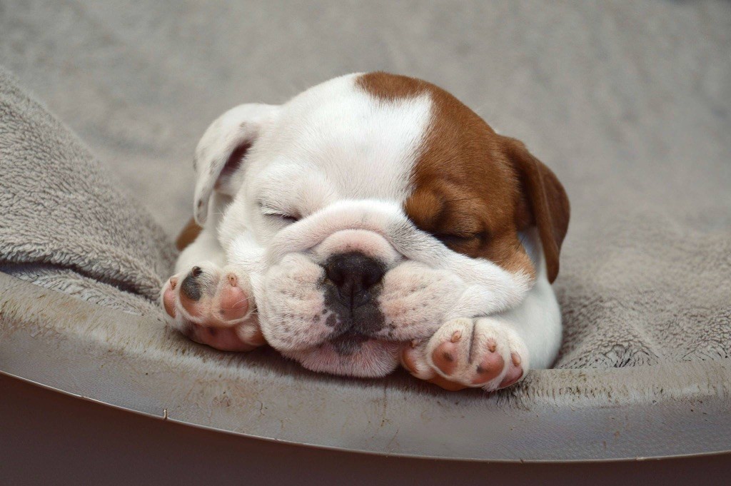 Myally Bulldog - Chiots disponibles - Bulldog Anglais