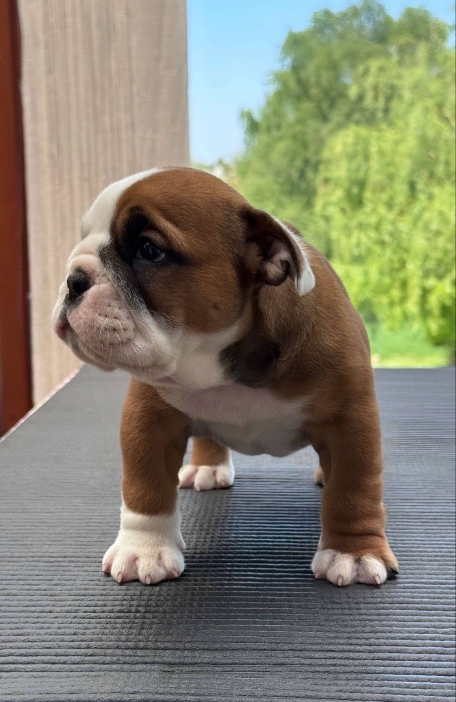 Myally Bulldog - Chiots disponibles - Bulldog Anglais