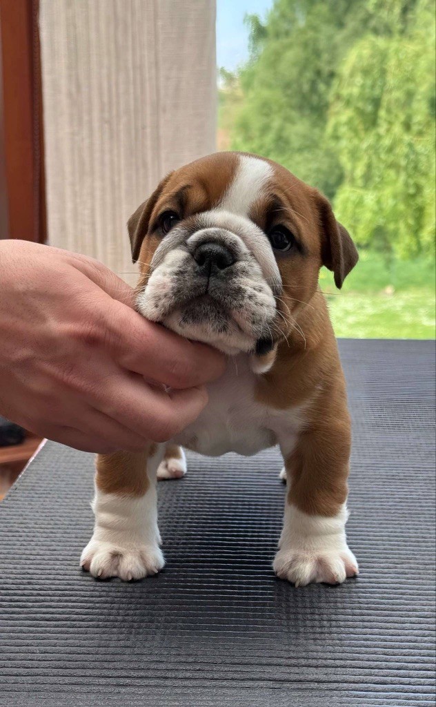 Myally Bulldog - Chiots disponibles - Bulldog Anglais