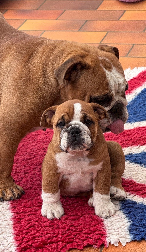 Myally Bulldog - Chiots disponibles - Bulldog Anglais