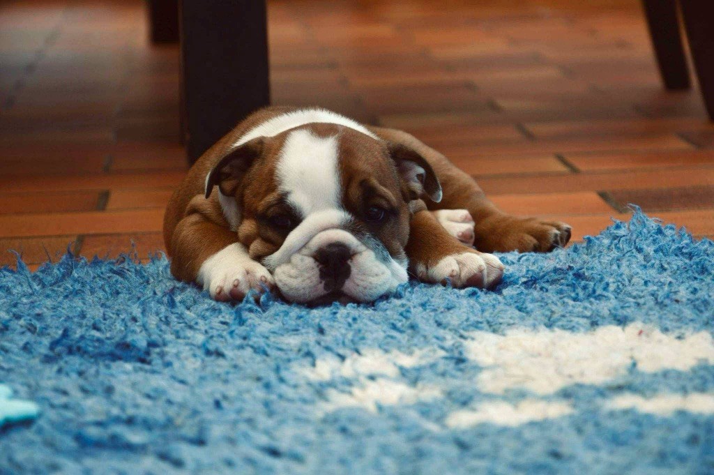 Myally Bulldog - Chiots disponibles - Bulldog Anglais