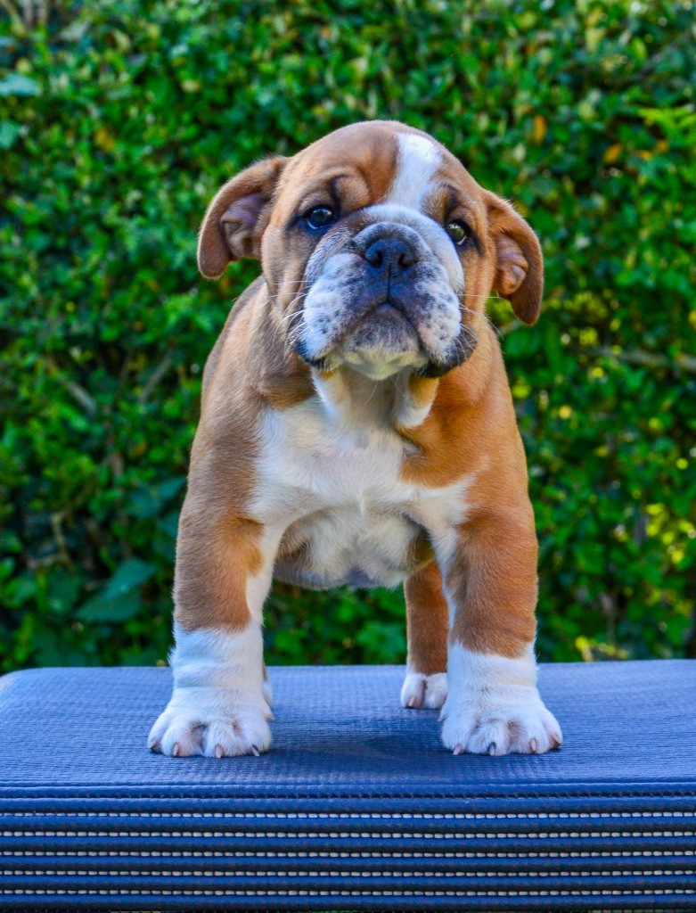 Myally Bulldog - Chiots disponibles - Bulldog Anglais
