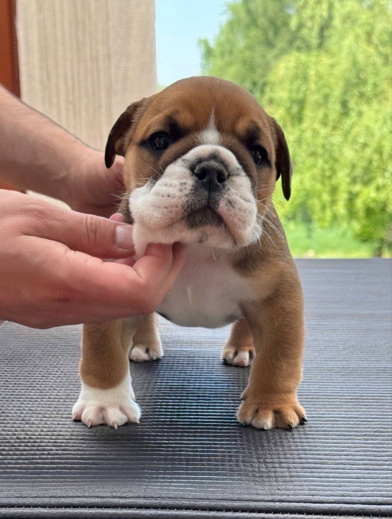 Myally Bulldog - Chiots disponibles - Bulldog Anglais